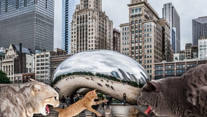 Chicago in Danger of Stray Cat Boom, Side Effect of Pandemic Closures