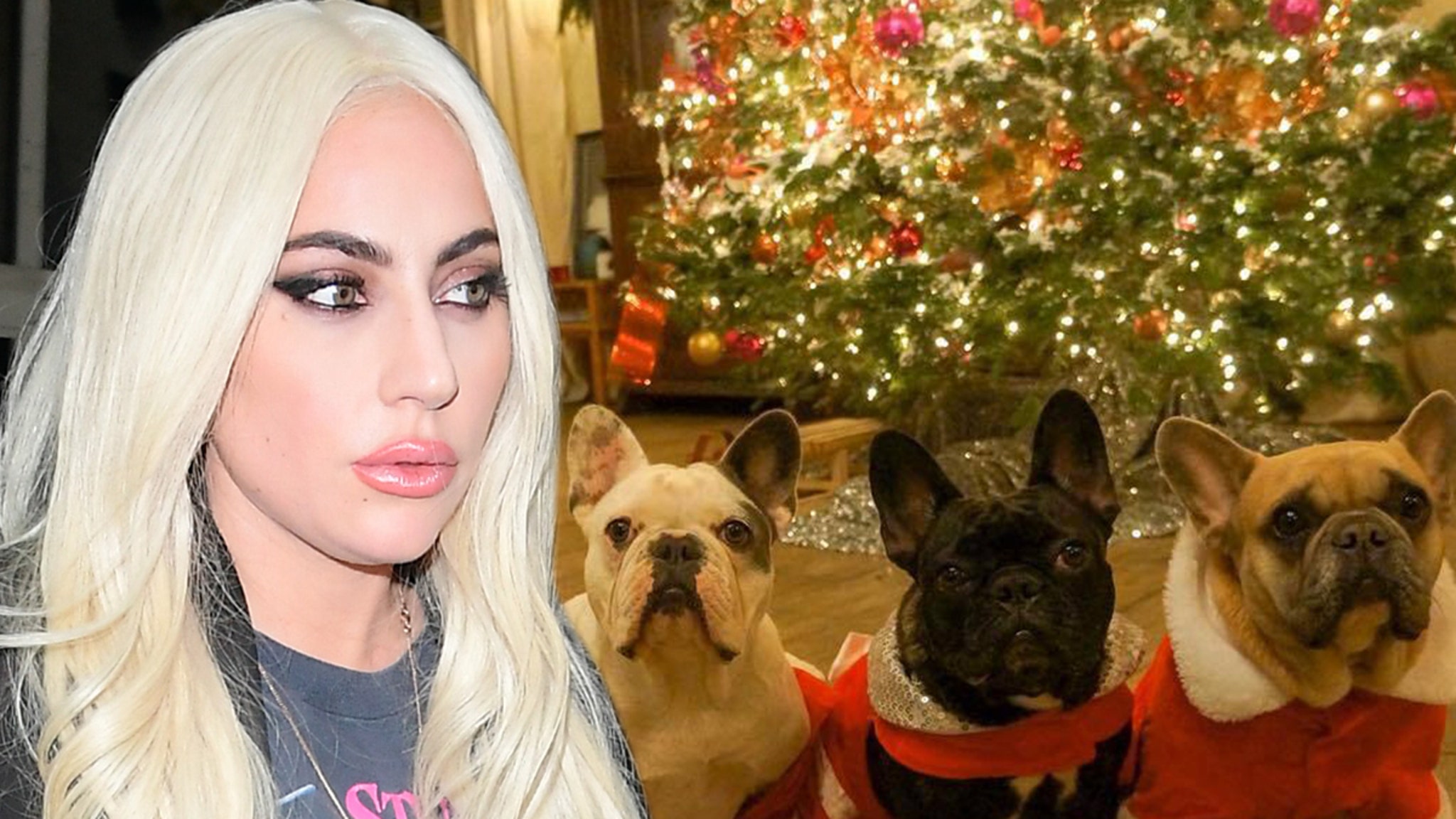 Lady Gaga demandó a una mujer por robar perros por una recompensa de $ 500,000