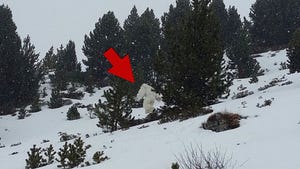 Abominable Snowman -- Spotted on Ski Vacay in Spain (PHOTO & VIDEO)