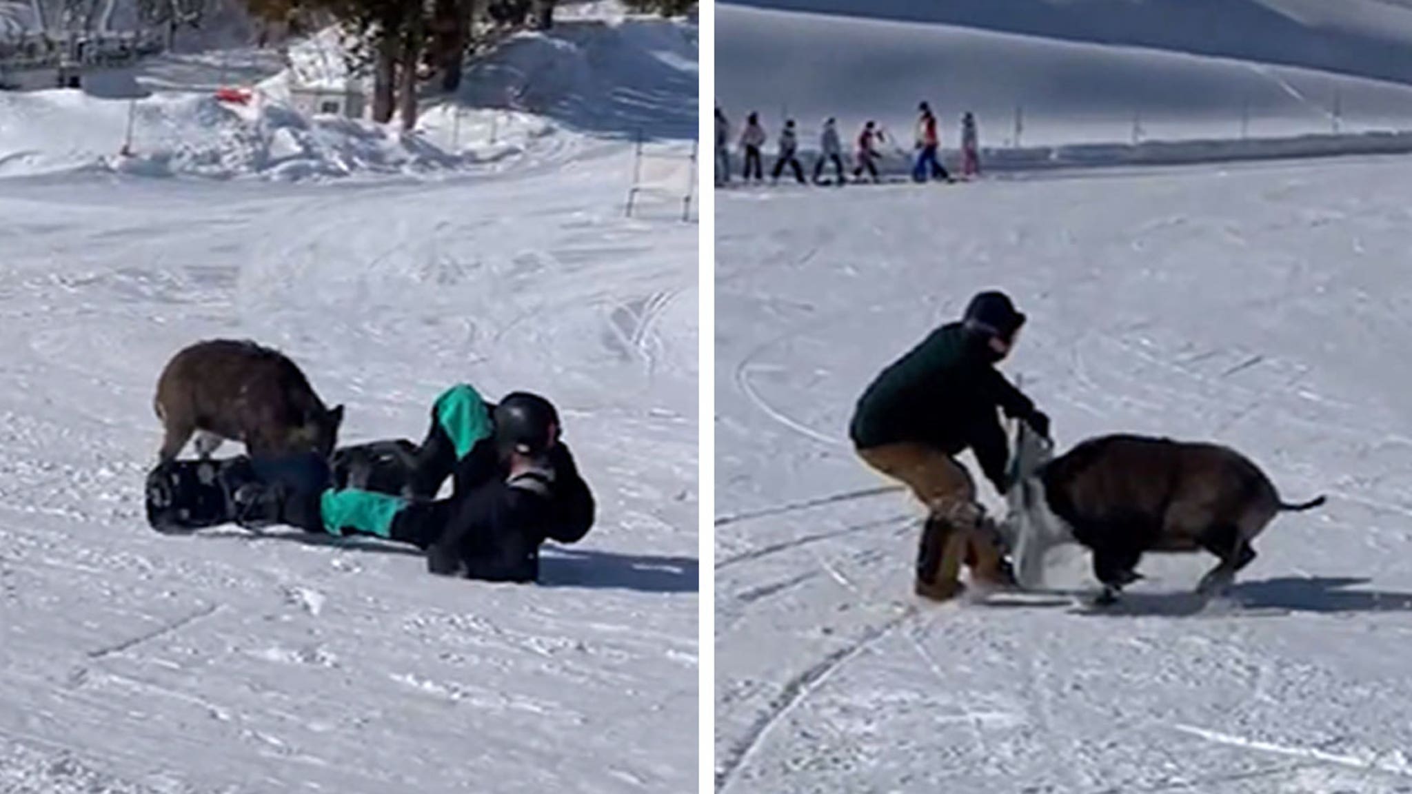 Boar Attacks Snowboarder at Resort in Japan, Wild Video