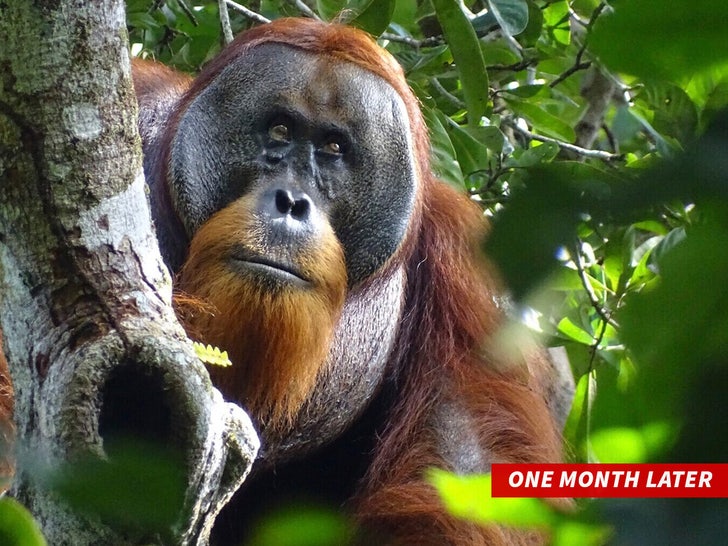 Orangutan sub_