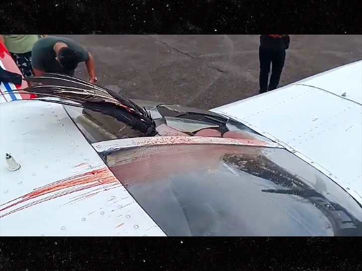 bird crashes into plane