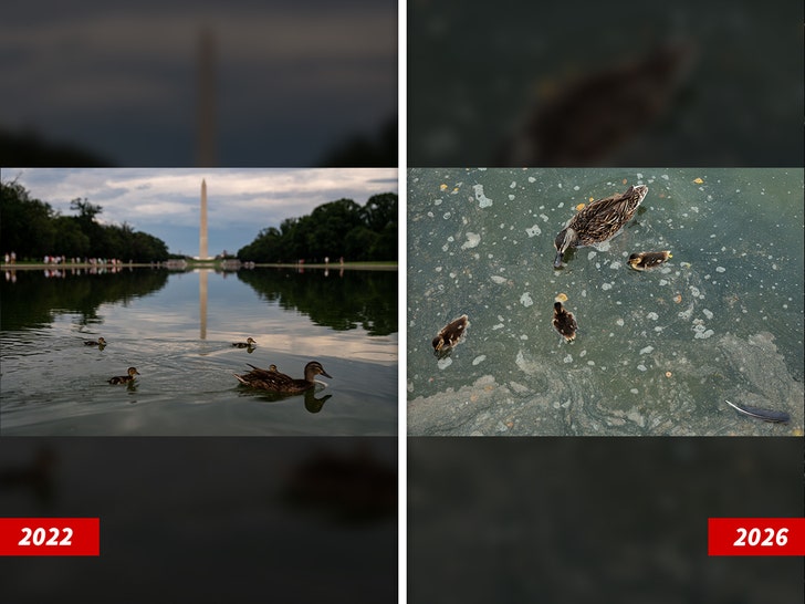 Reflection Pool Ducks Lives Before & After