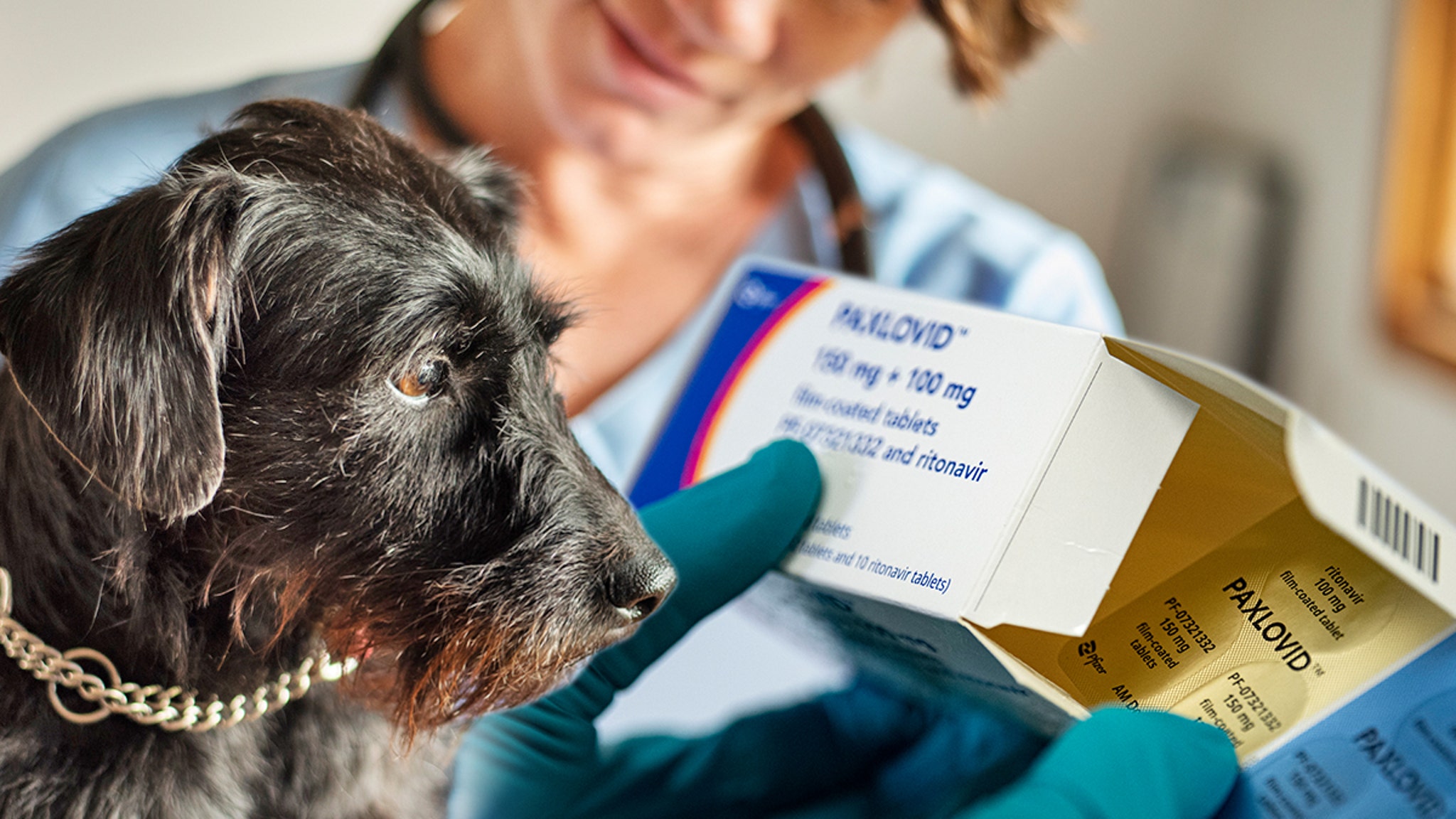 Vet Prescribing Dogs COVID Meds To Save Them From Mystery Illness