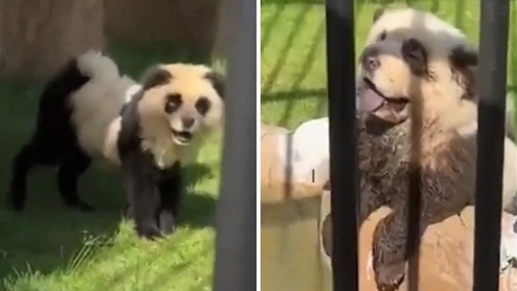 Chinese Zoo Admits Pandas Are Painted Dogs After Outrage