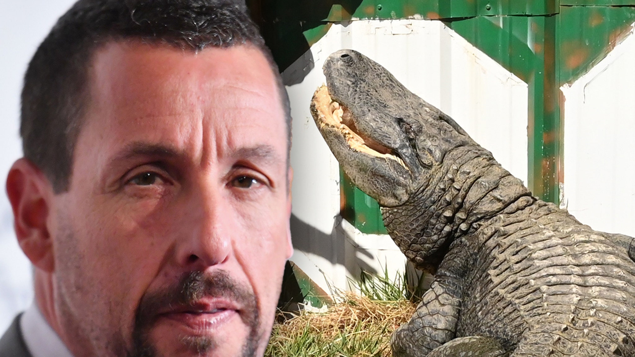 Adam Sandler Mourns 'Happy Gilmore' Costar Morris The Alligator's Death