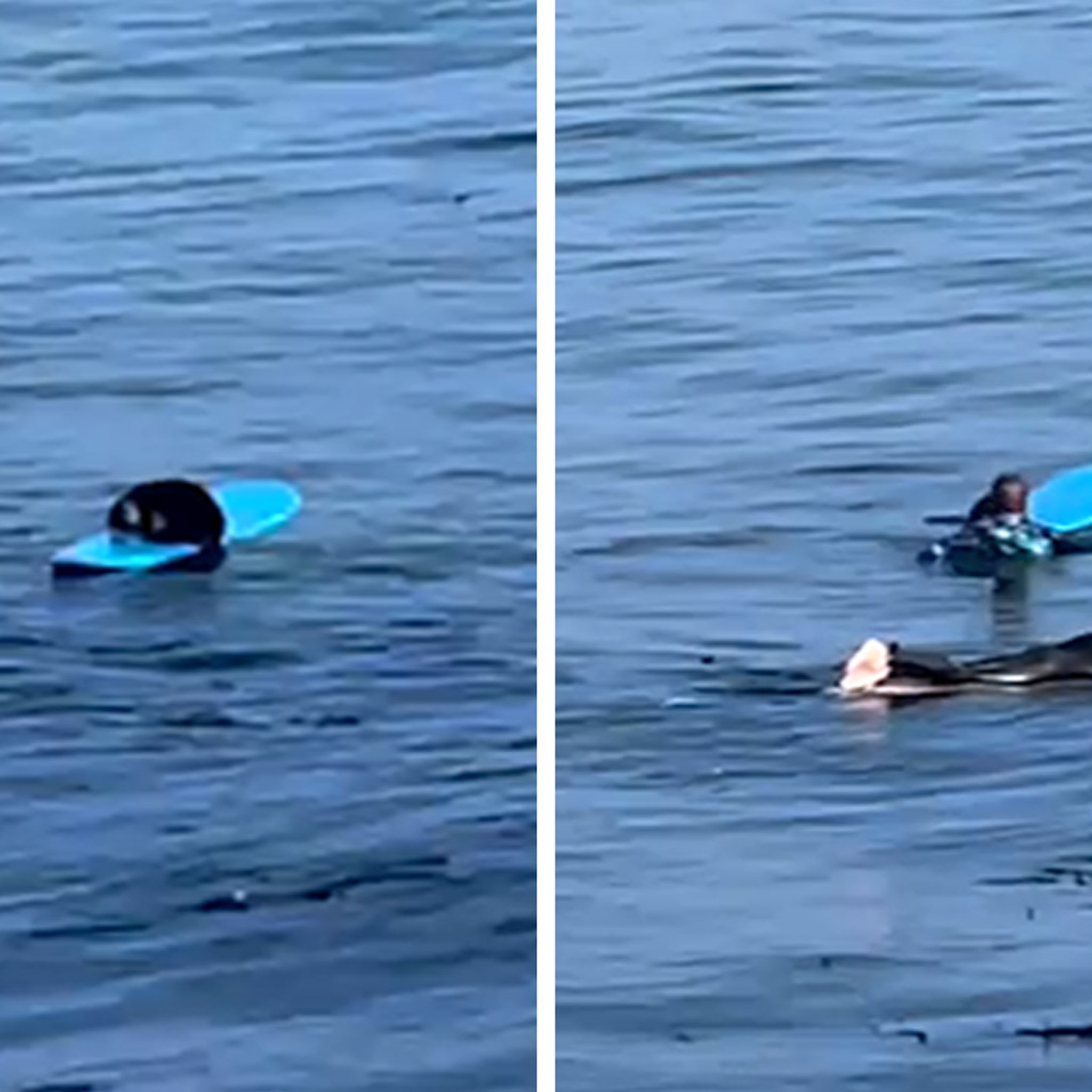 A sea otter is terrorizing California surfers - Los Angeles Times