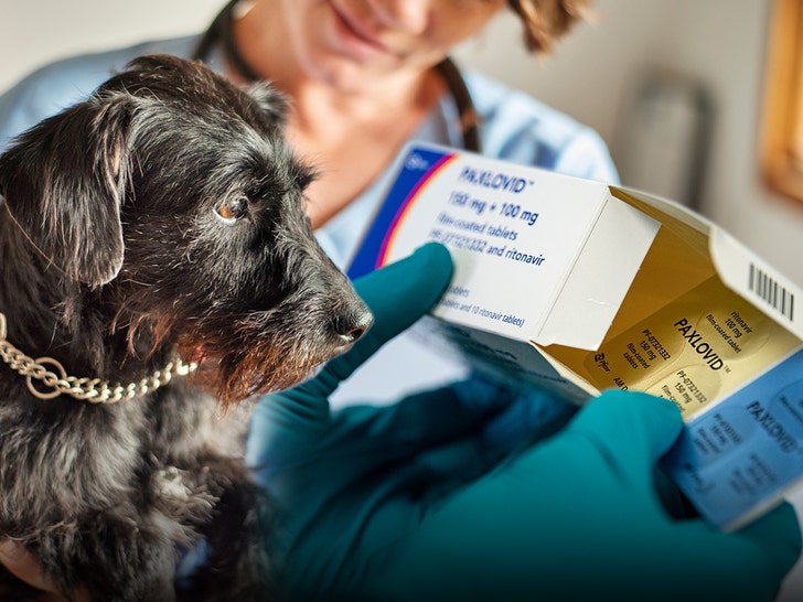 Vet Prescribing Dogs COVID Meds To Save Them From Mystery Illness