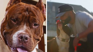 Dak Prescott's Dog Stars In Commercial Four Years After Neighbor Attack