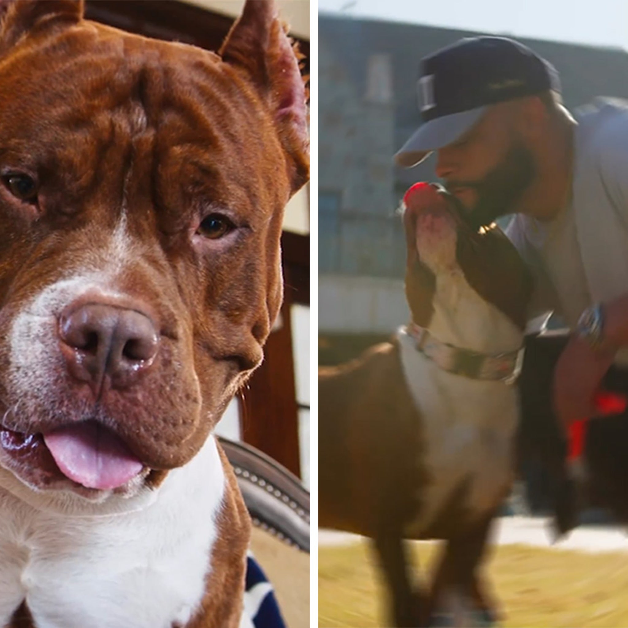 Dak Prescott's Dog Stars In Commercial Four Years After Neighbor Attack